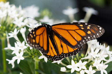Monarch butterfly at the Butterfly Encounter Dunwoody