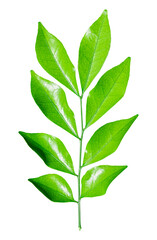 Green leaf branch isolated on transparent background - PNG file