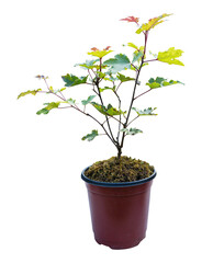 Seedling maple tree in a pot isolated on transparent background, PNG File