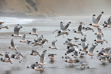 Nature’s symphony: hundreds of birds gathering on the shore, each one a note in a perfect coastal harmony. Patitos Beach Huarmey Peru