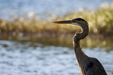 Great Blue Heron looking over the water