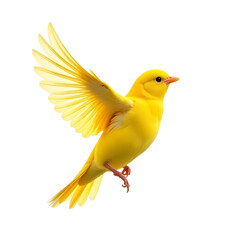 yellow bird flying, sparrow isolated onwhite transparent background, flying bird, small bird flying © Gadda
