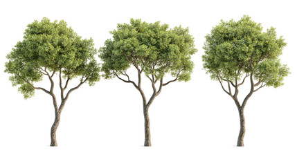 Realistic Trees Collection Set Isolated on a White Background Generative AI