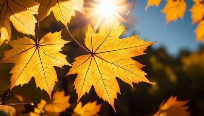 楓の葉っぱ越しに太陽の光がすかし見えている　クローズアップ、マクロ