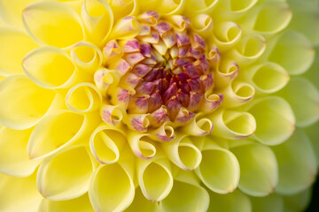 Closeup and Details of Large Yellow Dahlia Blossom