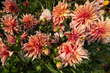 Bed of Large Dahlia Plants with Multiple Blossoms
