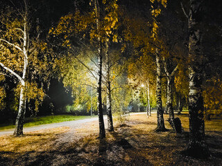 Fototapeta premium autumn in the park
