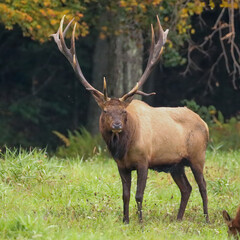 Gorgeous Majestic Regal Elk Bull Autumn