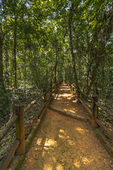 Obraz premium caminho em meio à floresta na cidade de Brasília, Distrito Federal, Brasil