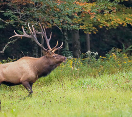 Gorgeous Majestic Regal Elk Bull Autumn
