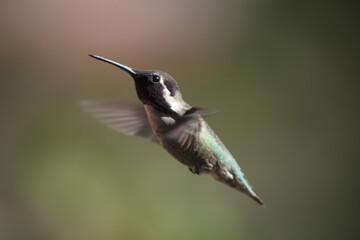 Hummingbird  © Miguel L. Castro