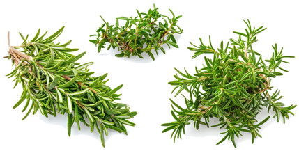Rosemary and Thyme on White Background Generative AI
