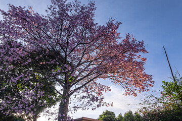 árvore florida com flores rosas na cidade de Brasília, Distrito Federal, Brasil