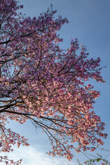árvore florida com flores rosas na cidade de Brasília, Distrito Federal, Brasil