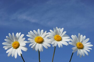 
Daisies that stand out against a blue sky, roadside flowers that grow wild and provide a cheerful image of a naturally growing natural product in nature.