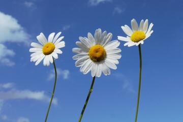 
Daisies that stand out against a blue sky, roadside flowers that grow wild and provide a cheerful image of a naturally growing natural product in nature.