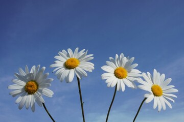 
Daisies that stand out against a blue sky, roadside flowers that grow wild and provide a cheerful image of a naturally growing natural product in nature.