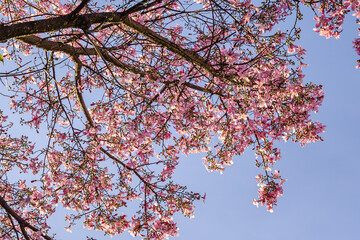 árvore florida com flores rosas na cidade de Brasília, Distrito Federal, Brasil