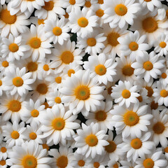 Fototapeta premium white daisies in a garden