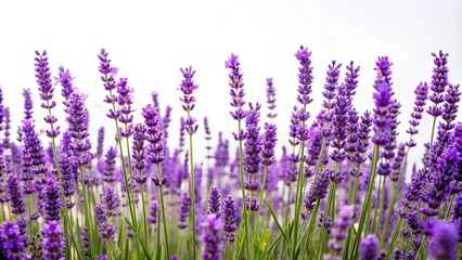 Naklejka premium Lavender flower plants isolated on a white background