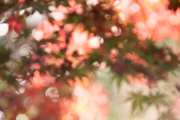 抽象画　光　もみじ　紅葉