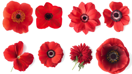 Assorted Red Flowers Collection Isolated on a White Background Generative AI