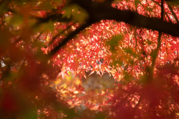 もみじ　紅葉　秋　自然