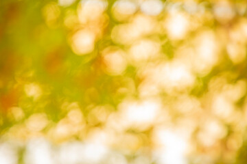 抽象画　光　もみじ　紅葉