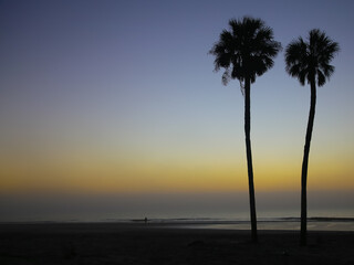 Tropical Beach Sunrise Dawn Background Palm Tree Silhouette in South Carolina