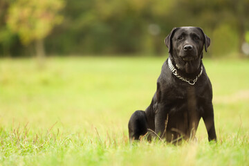 Adorable Labrador Retriever dog sitting on green grass. Space for text