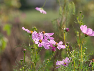 Fototapeta premium 明日香村に咲く秋桜の花