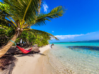 beach with palm trees