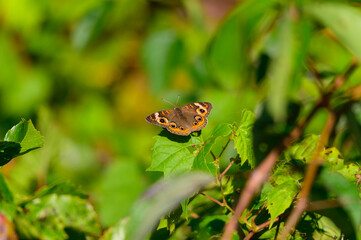 A Common Buckeye Butterfly at Lake Erie Metropark, in Brownstown Charter Township, Michigan.