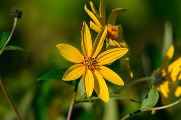 Thin Leaf Sunflowers at Lake Erie Metropark, in Brownstown Charter Township, Michigan.
