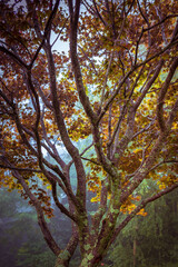 Maple Tree in Vermont Vertical Nature Background