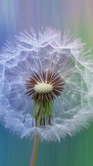 Fototapeta premium Dandelion with a green stem and white petals