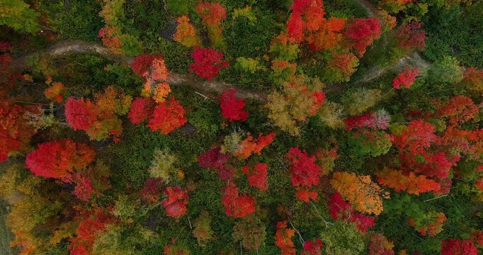 Drone shot looking down at vibrant fall colored trees.