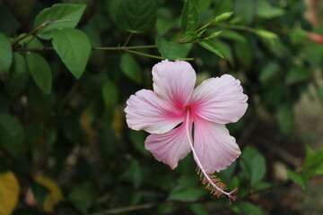 Light pink hibiscus © Brittany