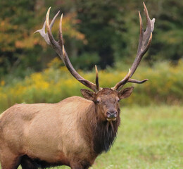 Gorgeous Majestic Regal Elk Bull Autumn