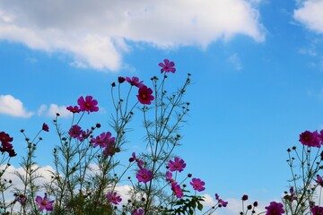 青空とコスモスの花　秋の風景
　