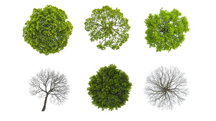 Tree Seasons Illustrated on a White Background Generative AI