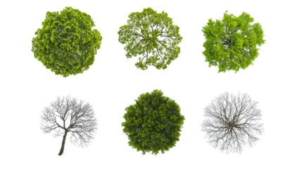 Tree Seasons Illustrated on a White Background Generative AI