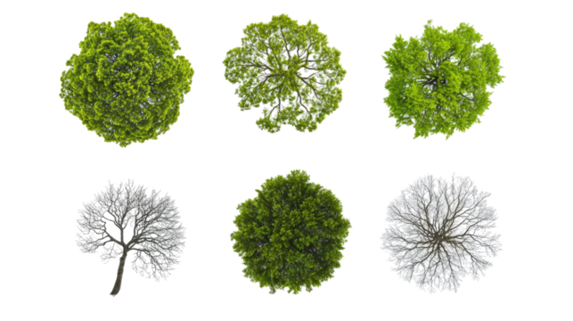 Tree Seasons Illustrated on a White Background Generative AI