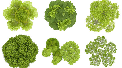 Diverse Green Tree Top Views Showcasing Unique Patterns and Textures Generative AI