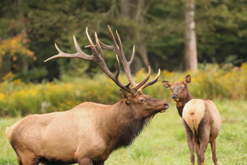 Who Is that Handsome Stranger? Elk Cow checking out a huge bull