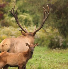 Precious Moment Calf and Huge Bull Back to Back a Glimpse of Things to Come