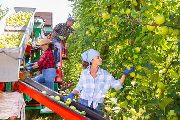Group of workers harvesting golden apples with professional sorting machine in the garden