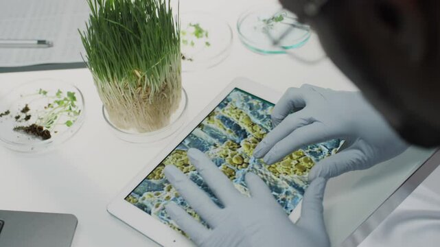 Close up over the shoulder shot of biologist in gloves sitting at desk in laboratory, examining green plant and zooming microscopic image on digital tablet