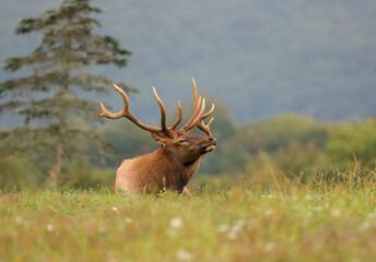 RIP Handlebars Special Non typical Elk Bull Who Made Thousands of People Smile Highly Habituated Tame