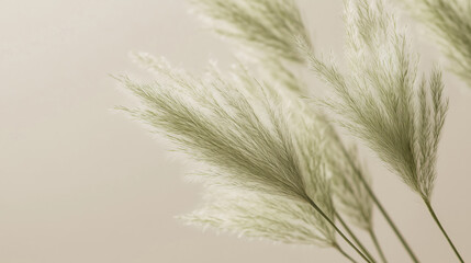 Fototapeta premium Close-up image of a green pampas grass